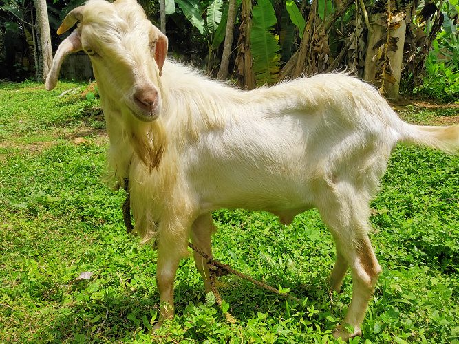 3 Mature or fully grown Goats