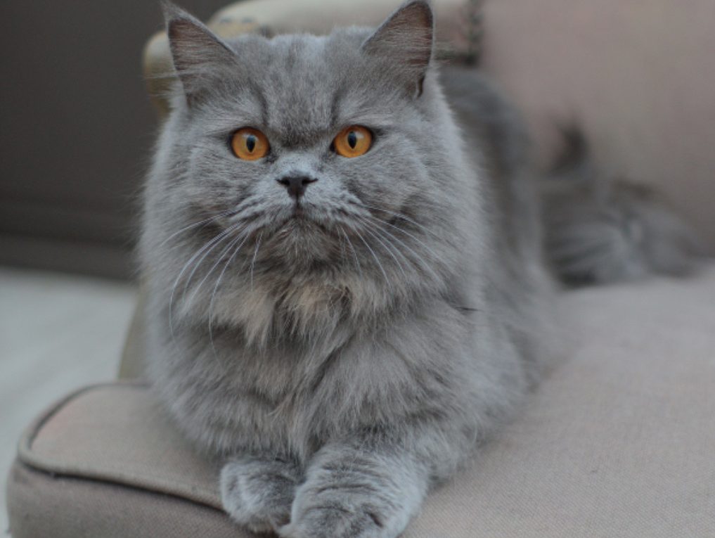 Middle East Persian bred