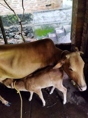 Milking Vechur Cow with female vechur calf
