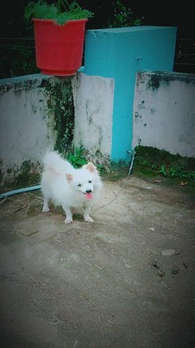 Mini pom Male for sale and stud service 