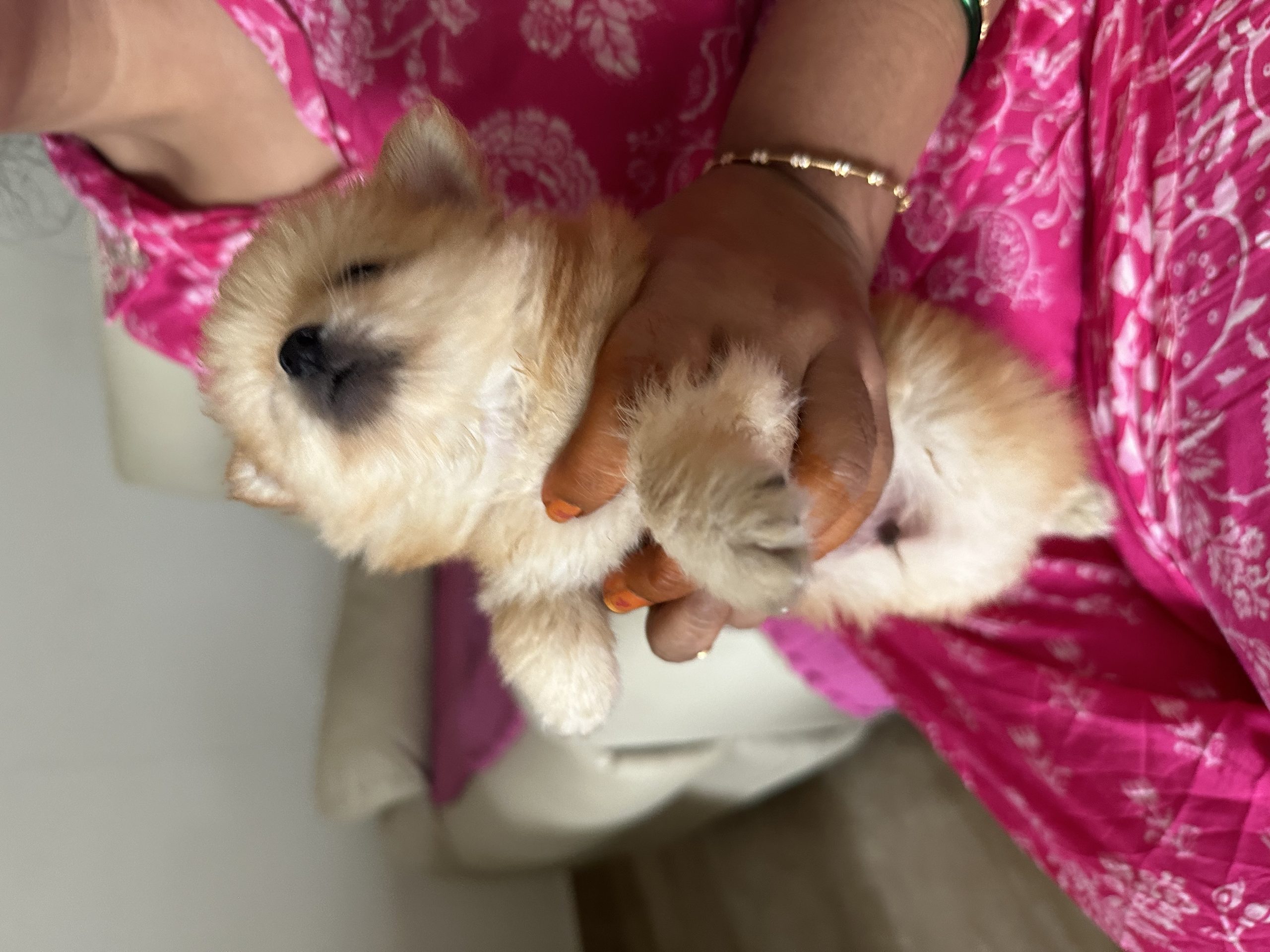 Mini Pomeranian Puppy