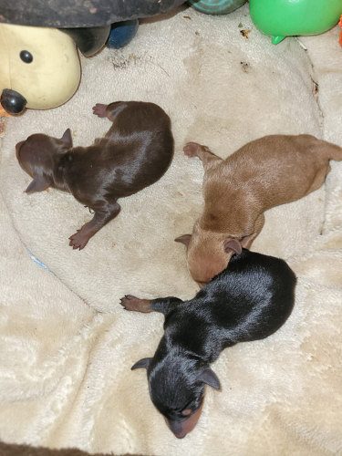 Miniature Pinscher puppies for sale