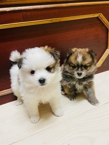 Miniature Pomeranian