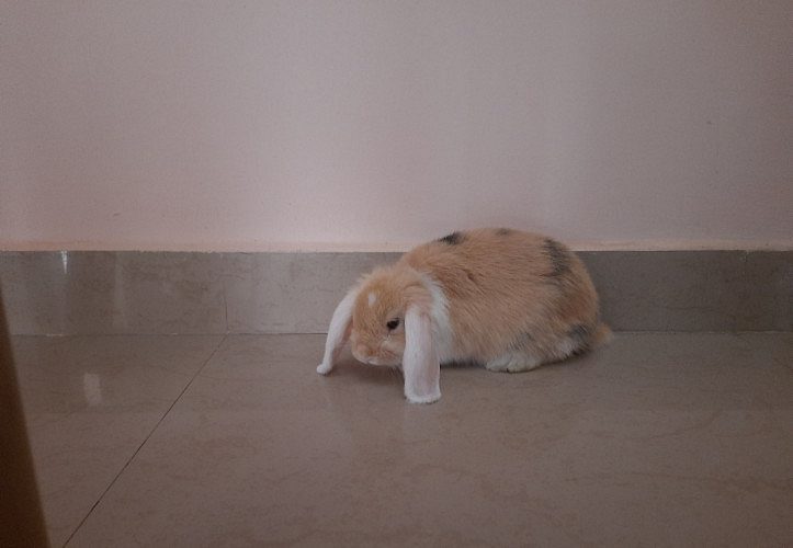 Minilop rabbit for sale