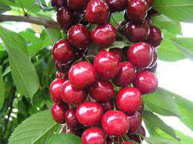 Miracle Fruit Plants for Sale