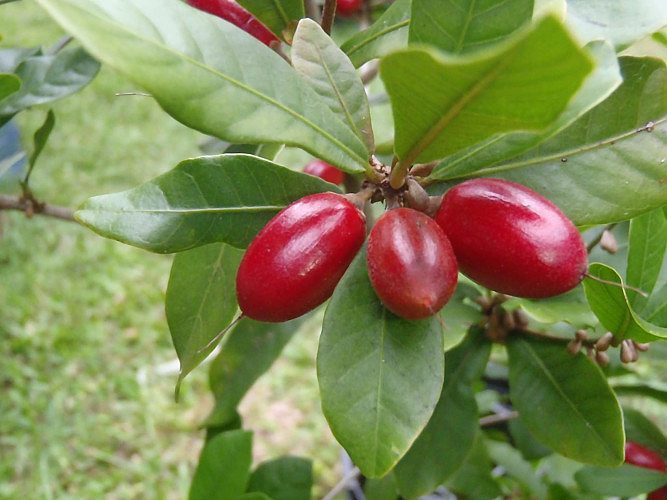 miracle fruit plants