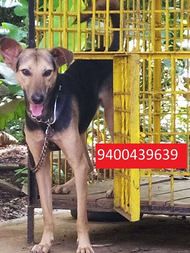 Mixed breed dog for sale