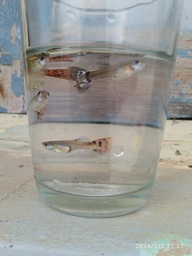 Mixed guppies