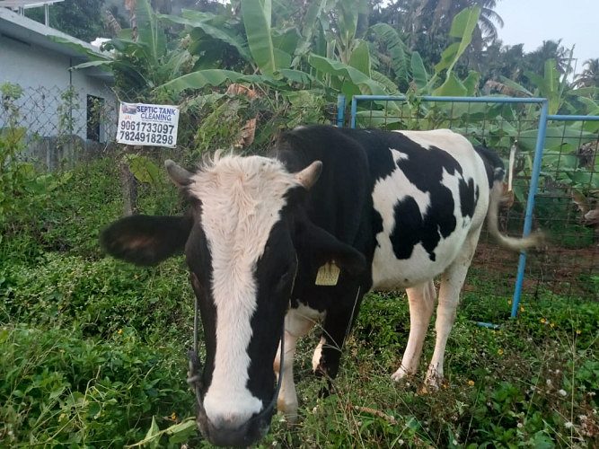 6 month first pregnant COW for sale