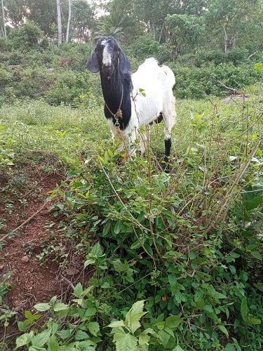 7 Month Goat for sale (Male)