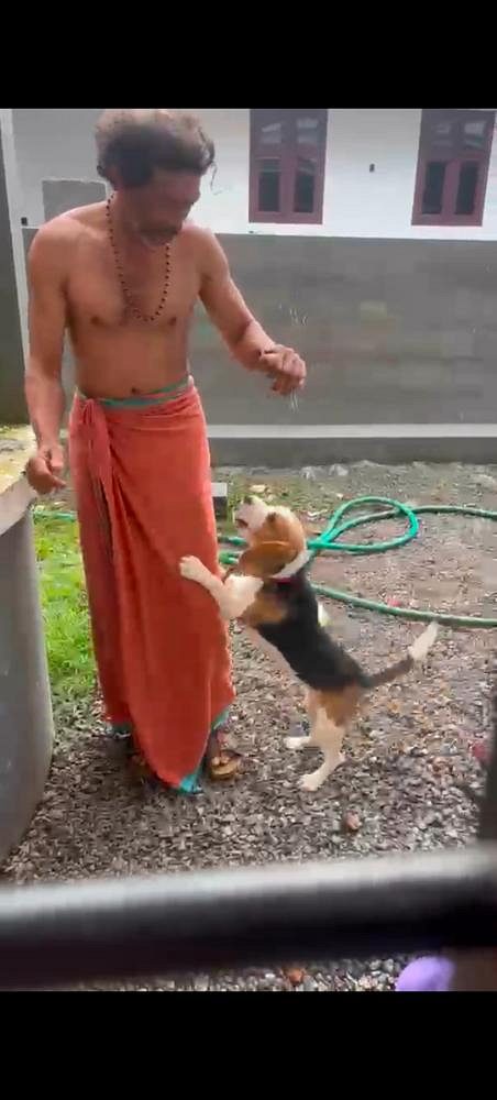 7 month ola beagle puppy for sale