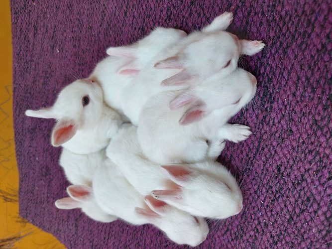 1 month old bunny rabbit