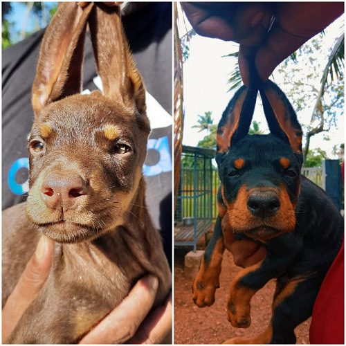 2 Month old Doberman puppies available at Kottayam