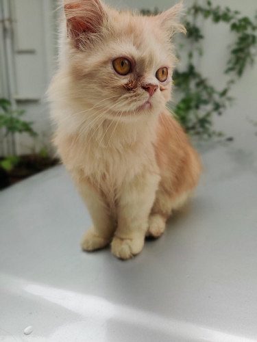 4 month old female persian cat