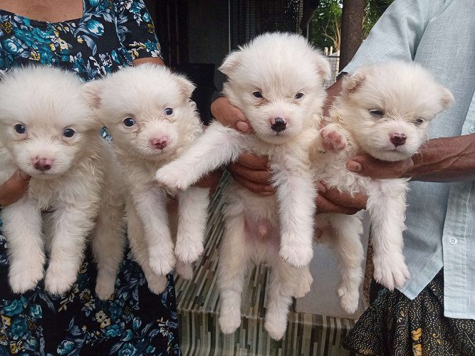 1 month old indian spitz