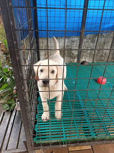 4 month old Lab dog for sale + Kennel ( 5 x 4 ) Size