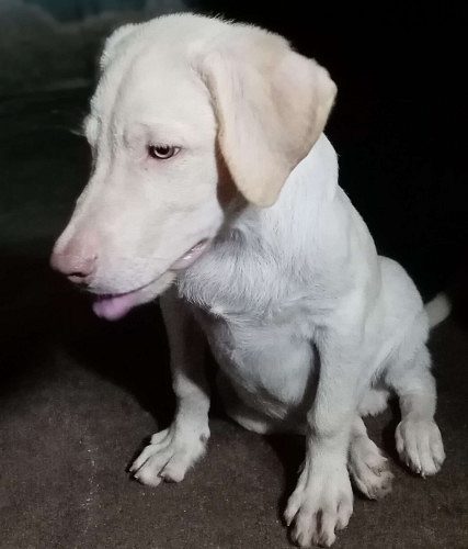 4 Month old Original Breed Labrador  Puppy