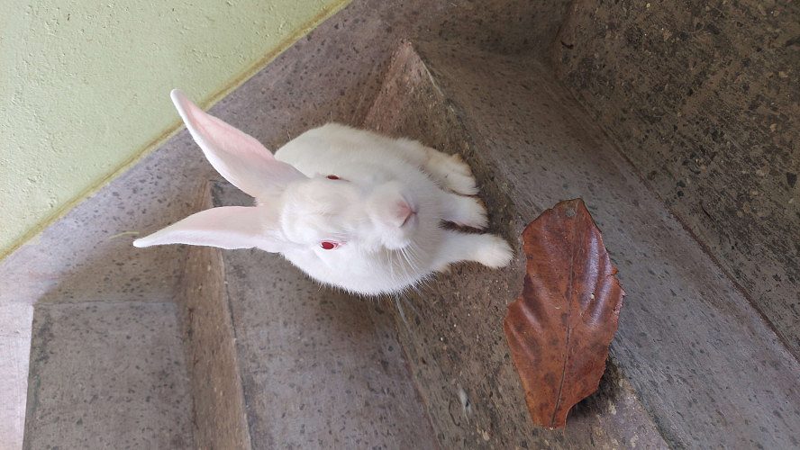 8 month old 2 white colour red eye gaint rabbit for sale