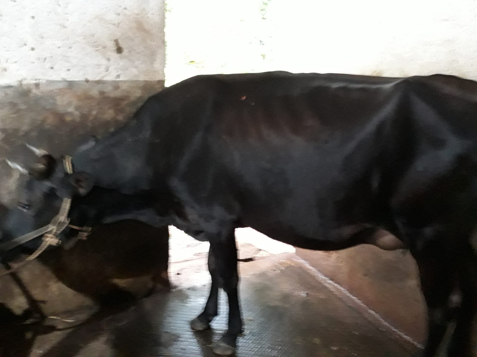8 Month Pregnant Cow (First time)