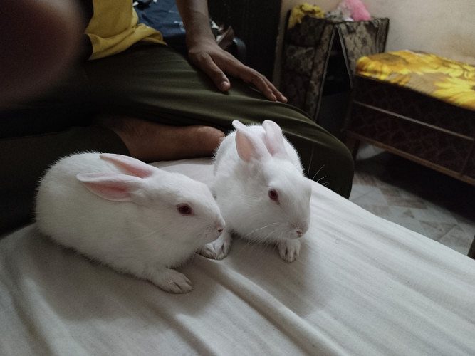 1 month Rabbit for sale