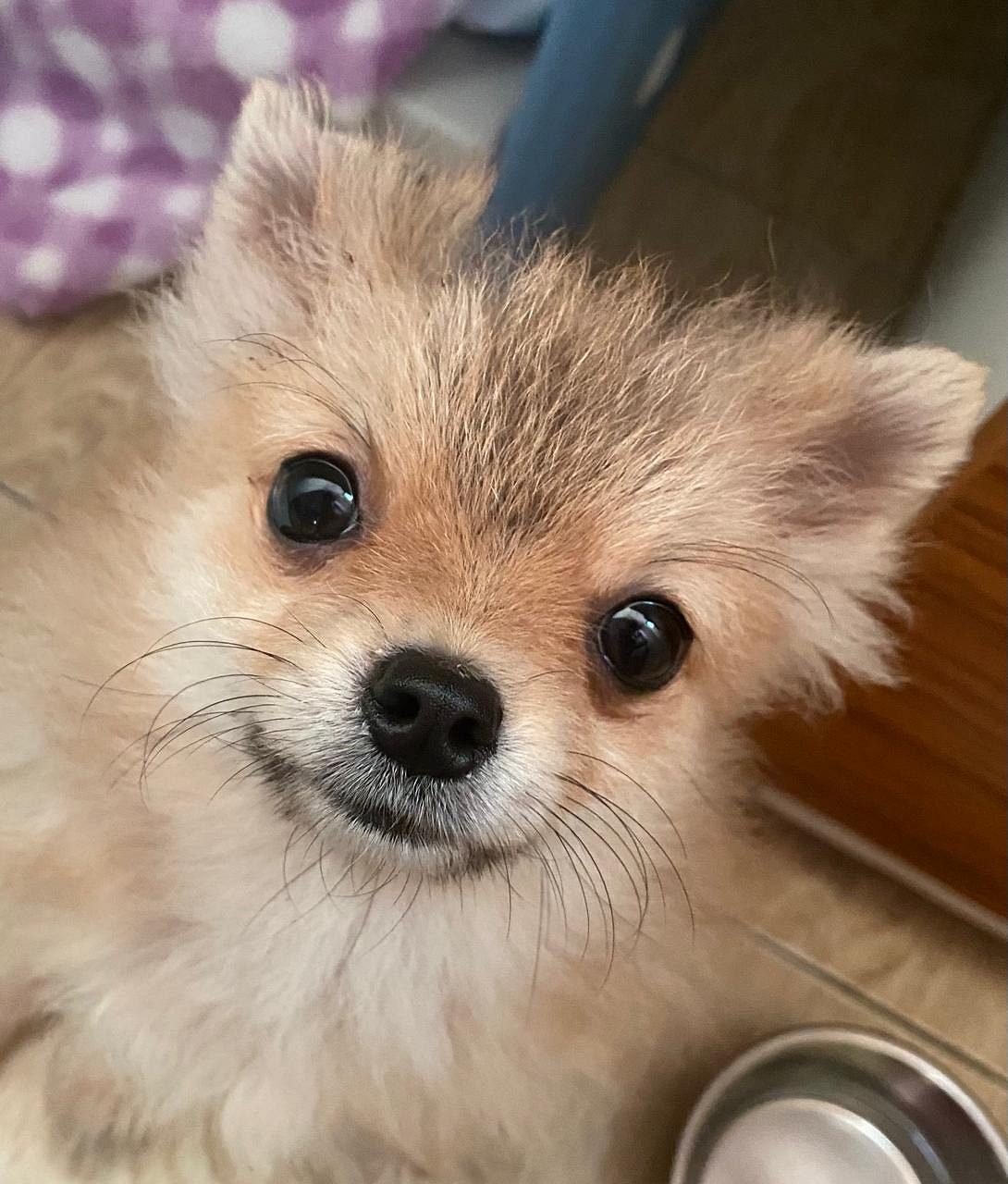 6 month Toy Pom available @ 25000 negotiable