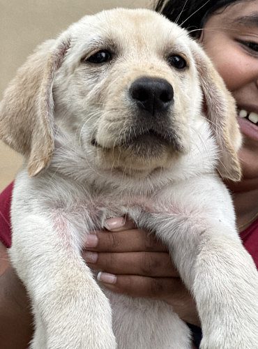 3 Months Labrador Retriever