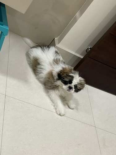 3 months old Shih Tzu for sale