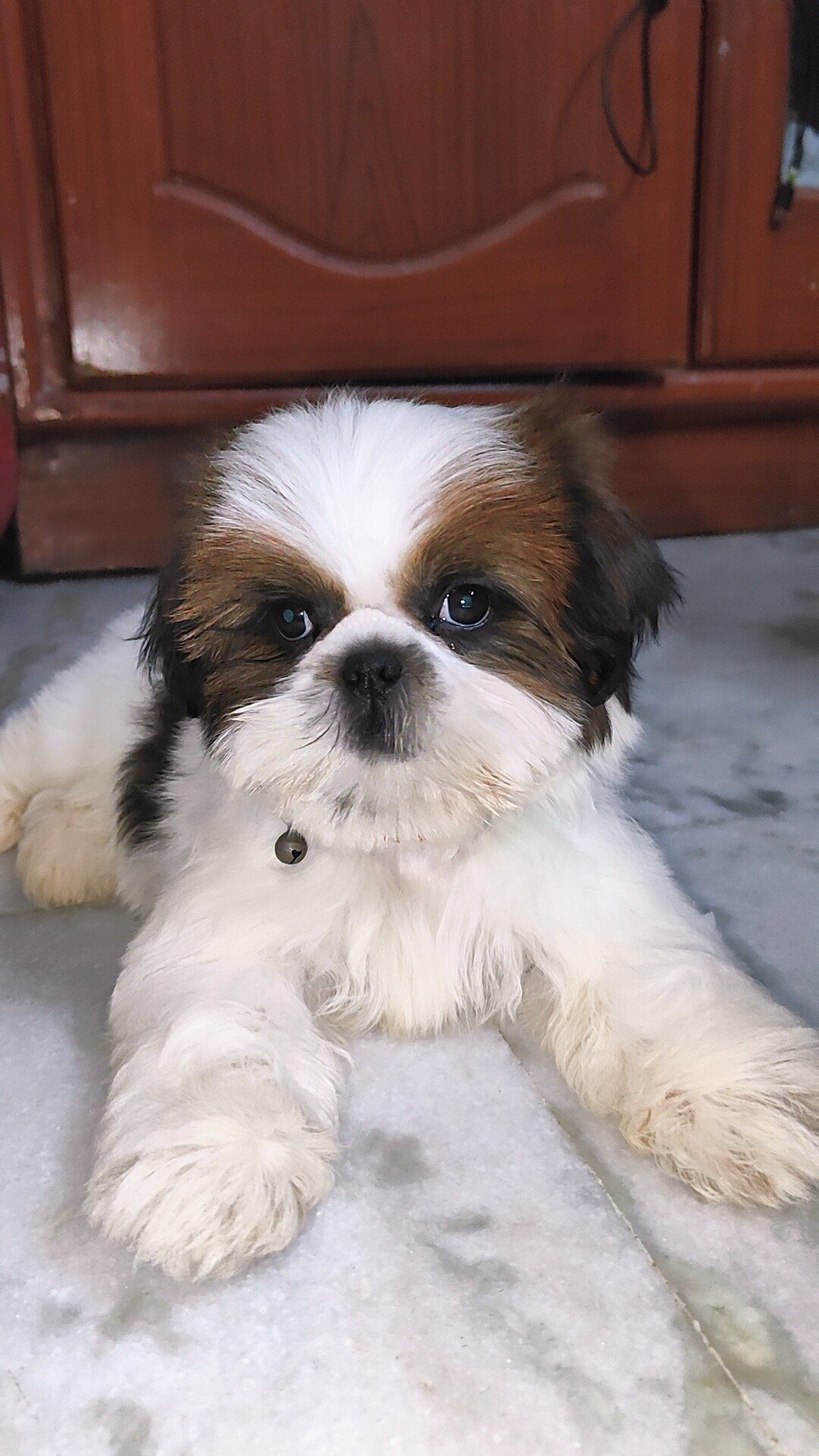 3 months old Shih Tzu