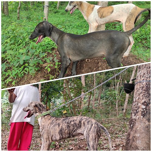 Mudhol hound dogs