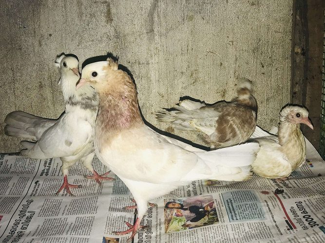 Muki breeding pair with chicks for sale