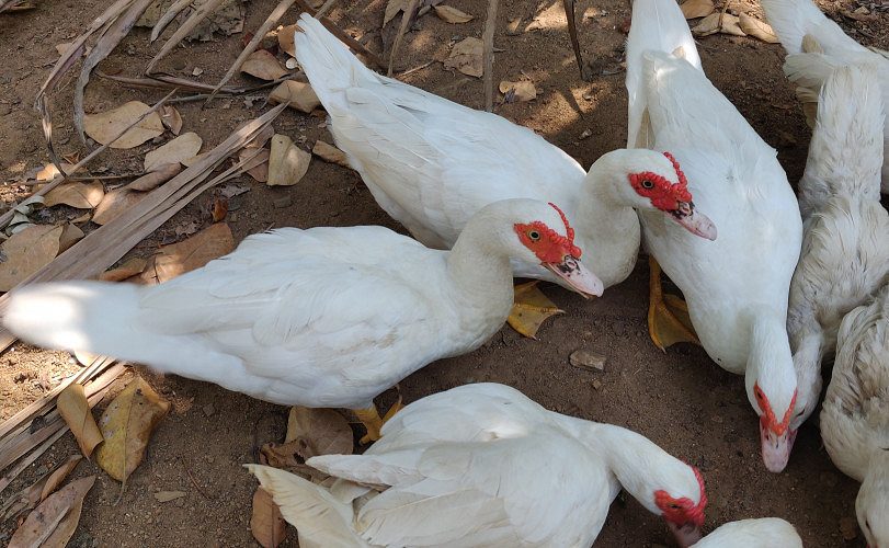 Muscovy Duck (മണി താറാവ്) 8 Month Old for sale. Near Koratty / +919895469971 Price - 750/- for one