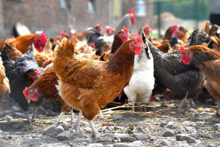 Mutta kozhi vilkapedum