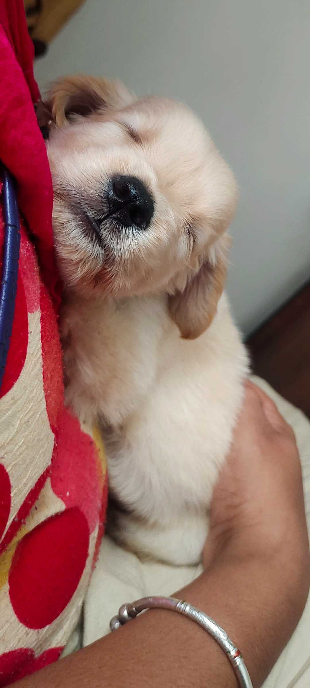 I sale my golden retriever