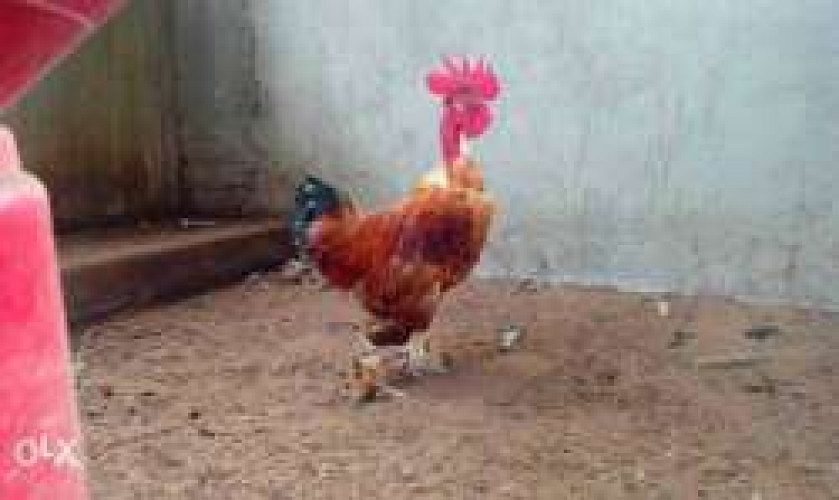 Naadan Alankara Poovan Kozhi