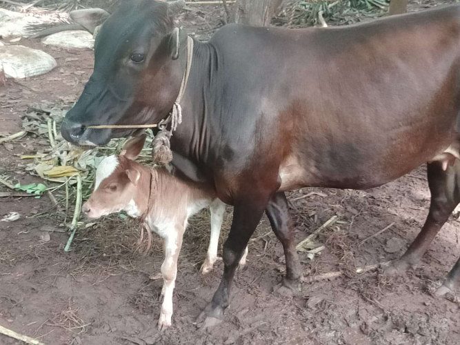 Naadan cows( one female and 7 days old calf) for sale 