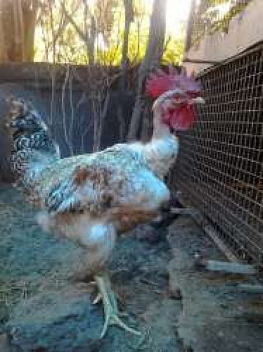 Nacked Neck Cock (Petta Kozhi)