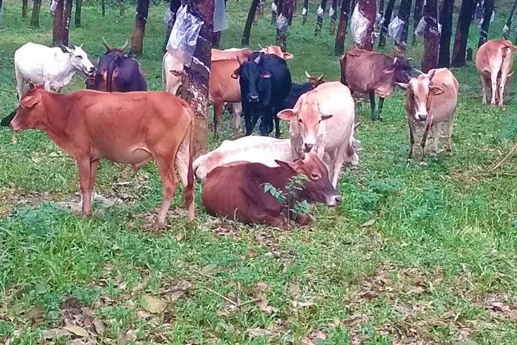 Nadan cow for sale