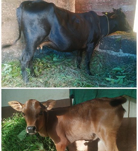 Nadan cow (gidda thali)