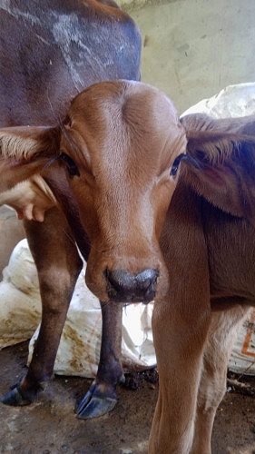 Nadan cow and male calf