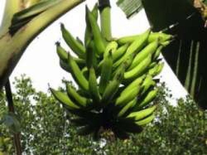 Nadan Ethakka for Sale