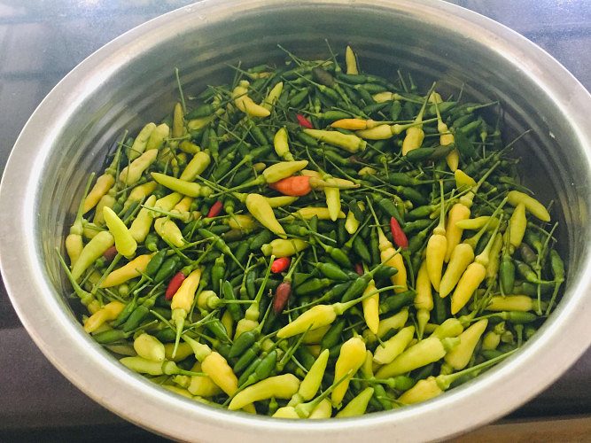 Nadan kanthari mulaku