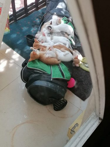 Nadan Kitten available for adoption