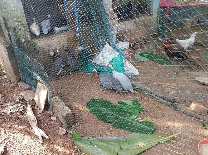 Nadan kozhi, Gunie Kozhi for sale 