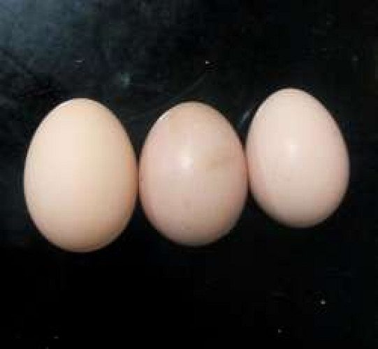 Nadan Kozhi Mutta for Sale