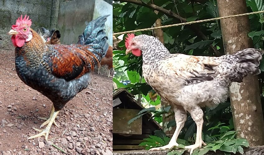 Nadan Kozhi (Two cocks)