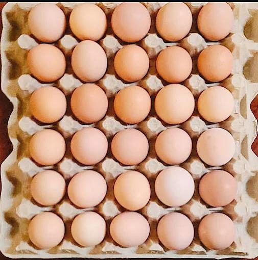 Nadan Kozhimutta (Brown Egg) for sale in Ernakulam
