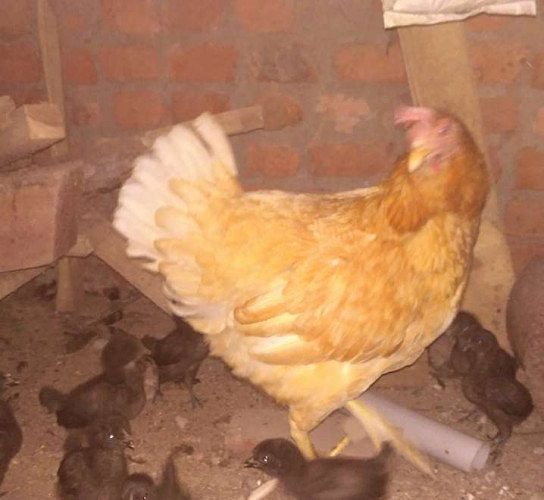 Nadan kozi ada irikunnath