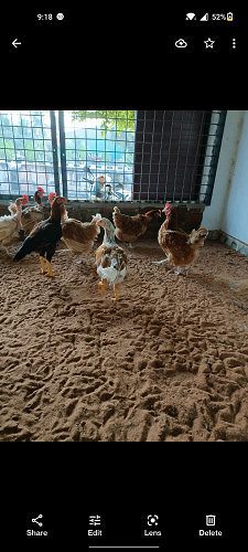 Nadan peda Kozhi for sale wholesale supplier