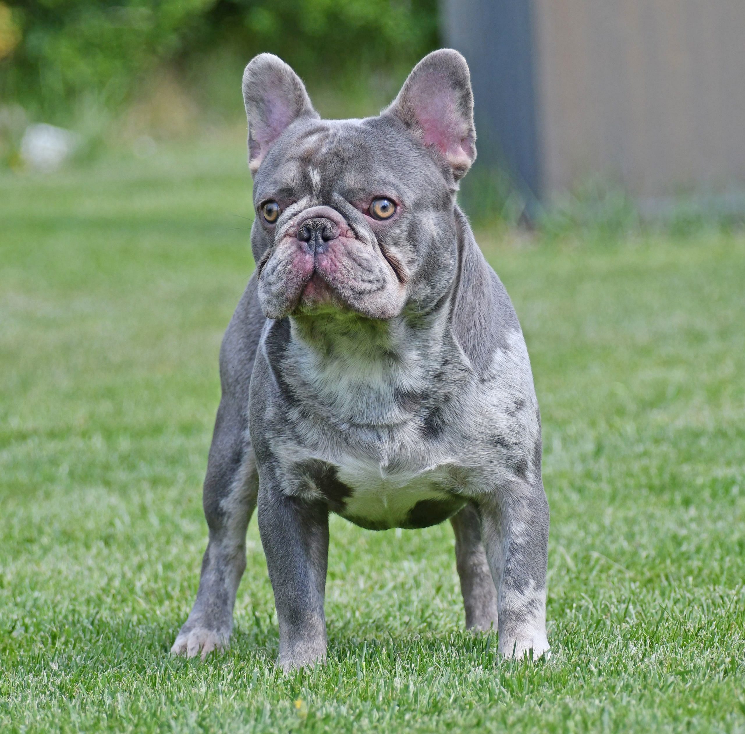 THE NAME YOU CAN TRUST ROYAL ORCHID PAWS FRENCH BULLDOG PUPPS