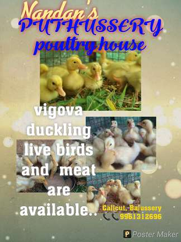 Nandan's puthussery poultry house